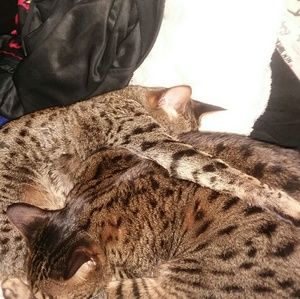 Meet your Posher, Briana